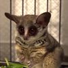 merlin.the.bushbaby