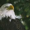 viki.eagle