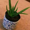 the_aloevera