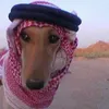 علي العراقي