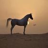 yasse919