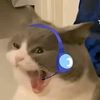 rcfloogamer