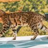 bengal_cat_1