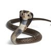 aliteralsnake