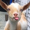 thee.goatss
