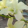 yellowtulip2008