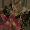🪄