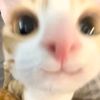 miau_298