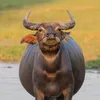 choitraucp