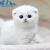 hoabinh004