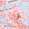 springsakurasoul