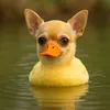 lazurytt
