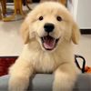 funnypuppy_016
