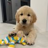 kodabear_thegoldenpup