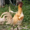 g.peru3