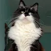 raphael_the_cat