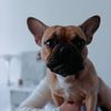 hermans.doglife