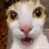 toanidolvng