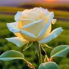am.alaa017