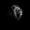 rana.jalal111