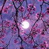 sarah.ahmed.ali