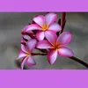 ameliaguevara81