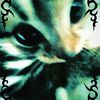 tatratcat
