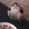 _theloopcat_