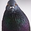 saif.alkaabi15