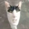 chacha_aa2