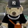 perrito.panchon.g
