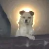 phatdocon