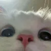 mo_chi012