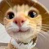cat_funnylife666