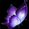 butterfly_queen_enigma