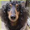 wishenjjaj2
