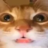 b00st4r