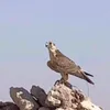 hayat.tjarib