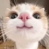 ovtktrung