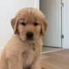 Maple