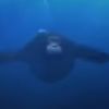 monke5884