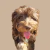 love_truffle