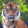 tiger.man142