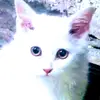 zeainb1_5