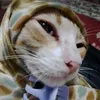 rogayya2