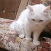 habibaahmed4385