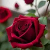 sayed.hamza54