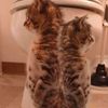 silly.kitty34