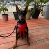 zora.the.pinscher