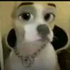 msbanddz